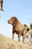 SHAR-PEI 684